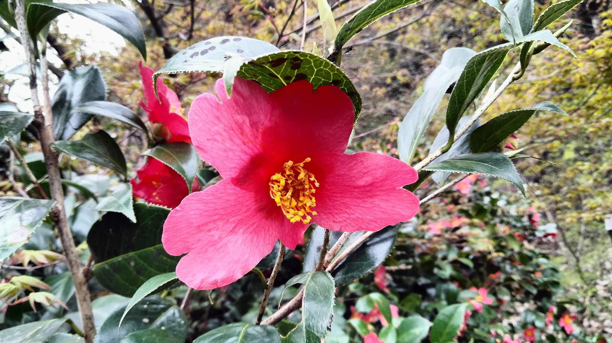 麒麟山いこいの森公園