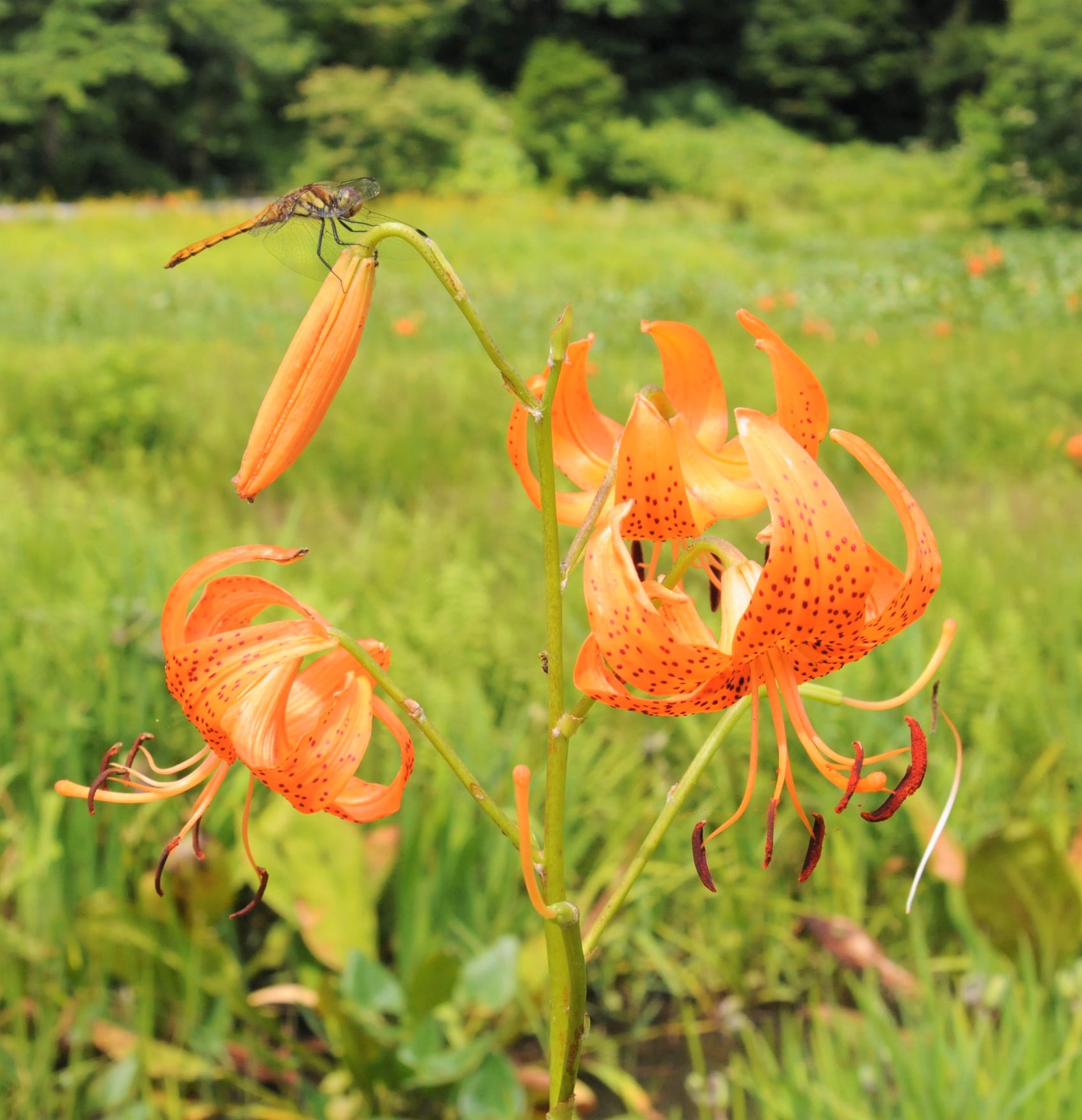 コオニユリ ・盛夏を象徴する花