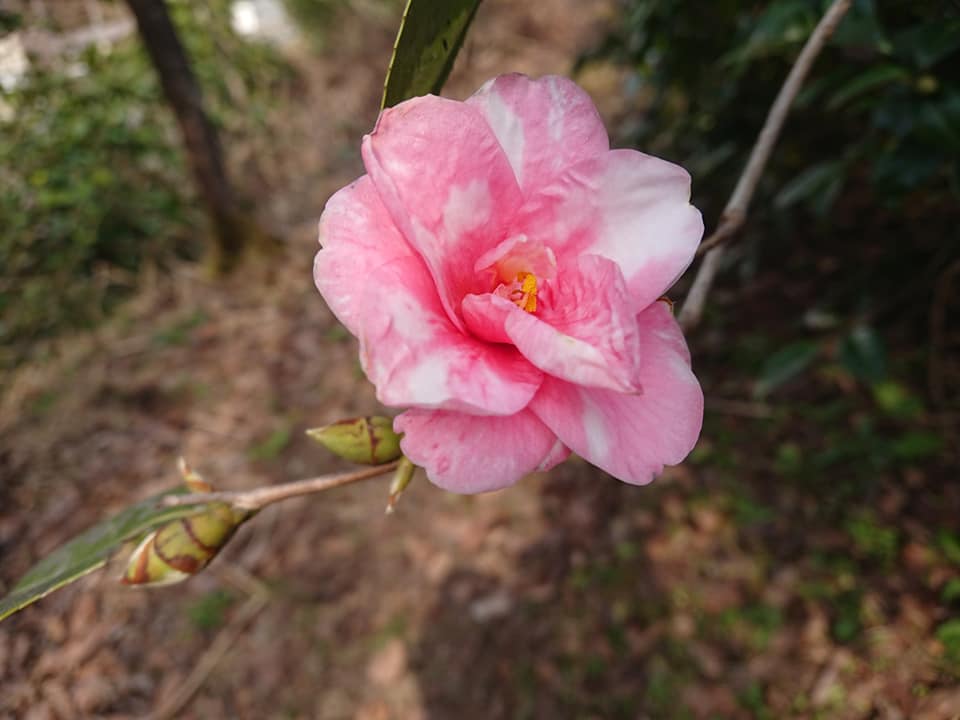 210408古澤屋訪春園005