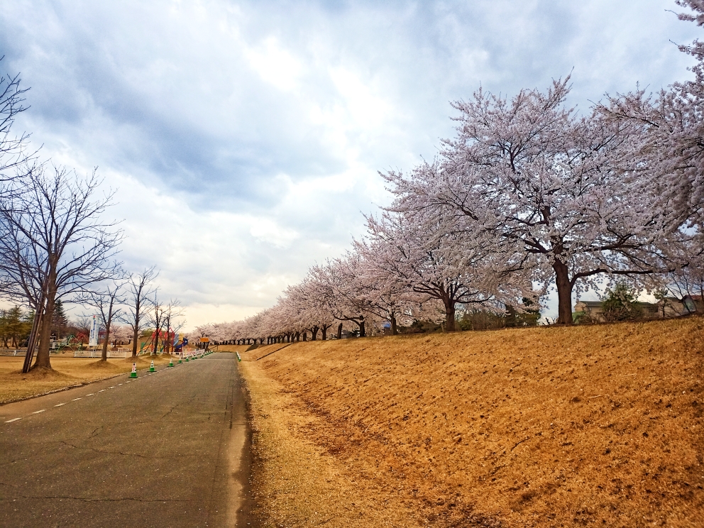 越路地区河川公園は桜満開です！