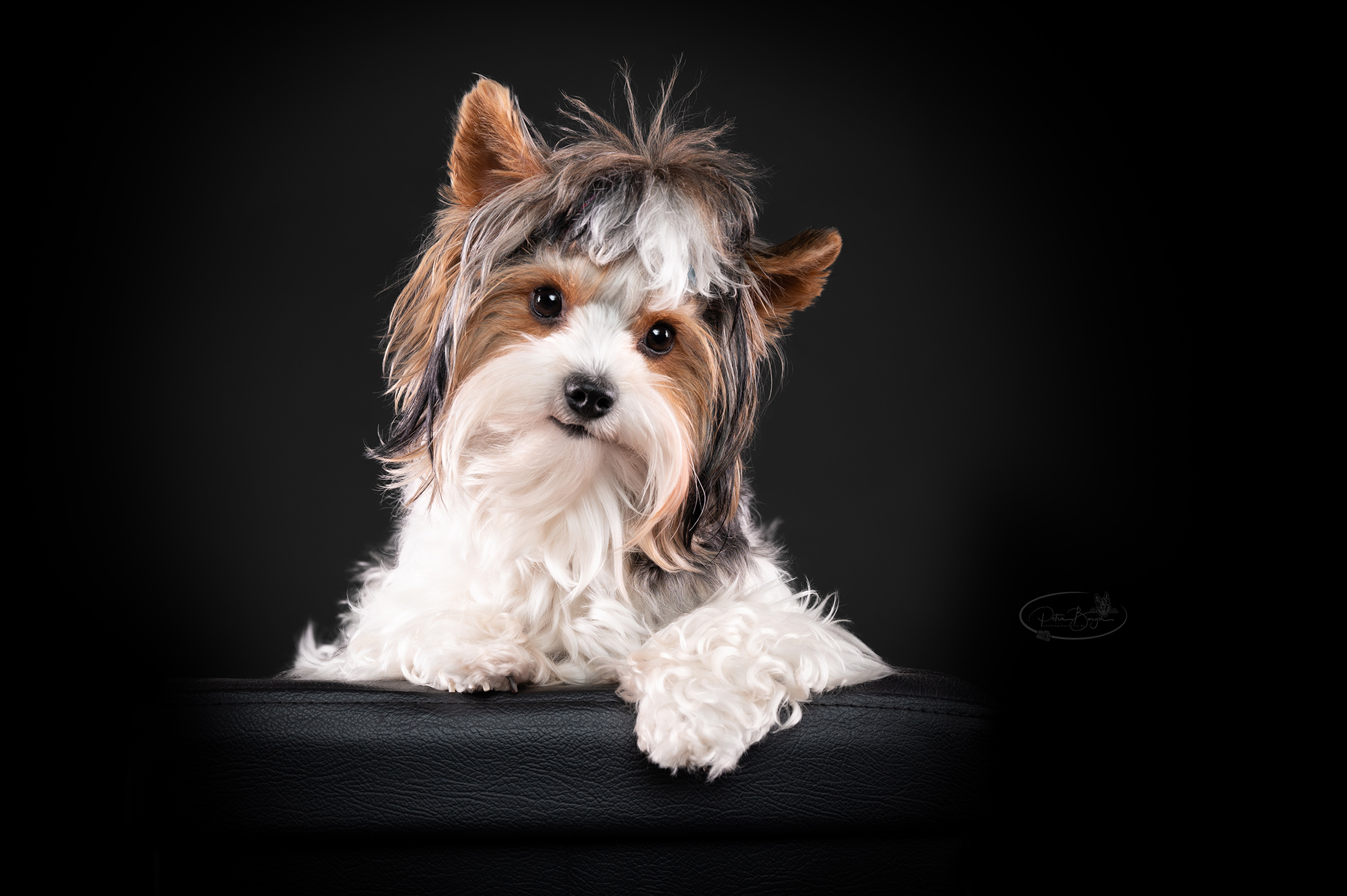 Matilda- Biewer Yorkshire Terrier im Studio
