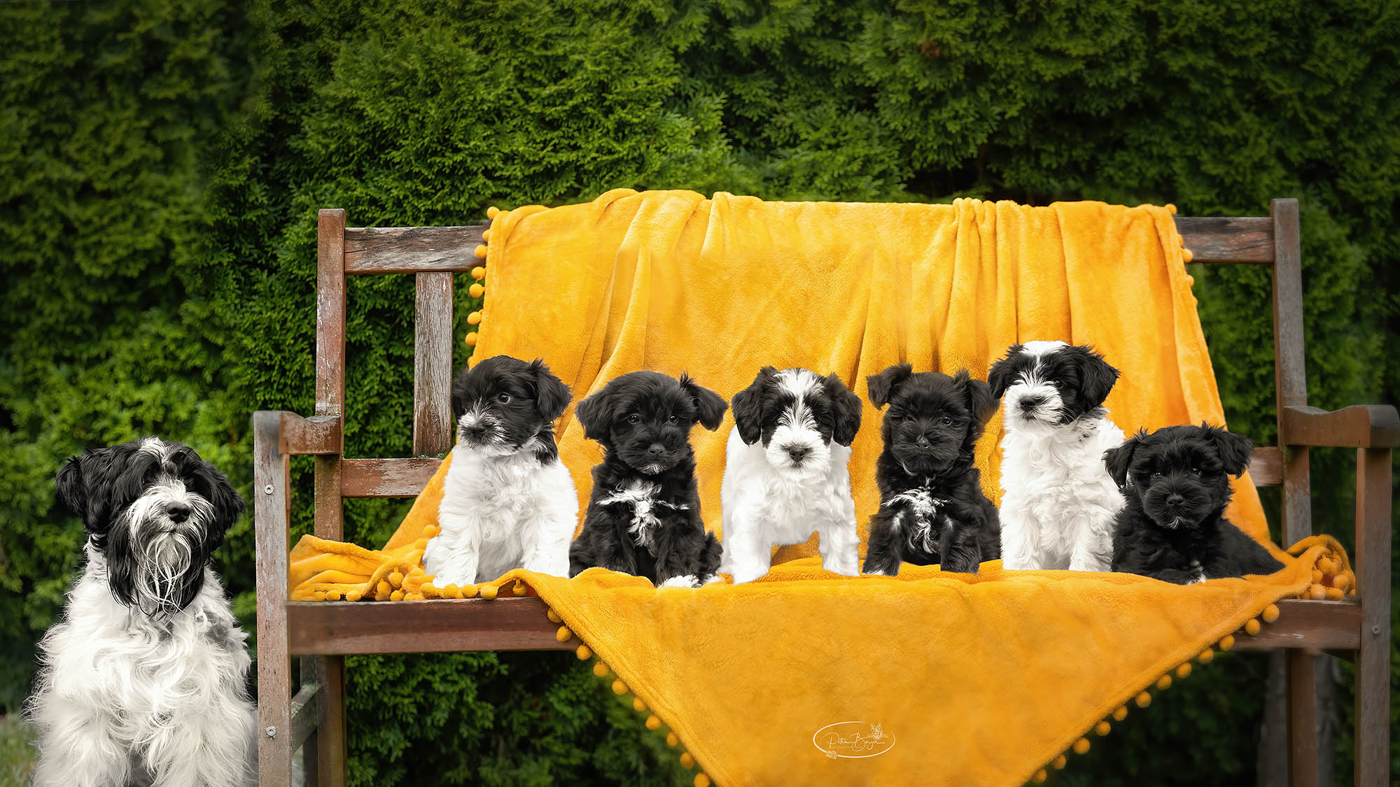 Wurf-Shooting Amerikanische Schnauzer