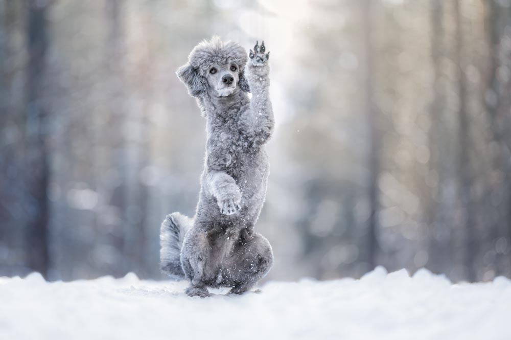 Shooting im Schnee: So holst du das Beste aus Winterfotos mit deinem Hund