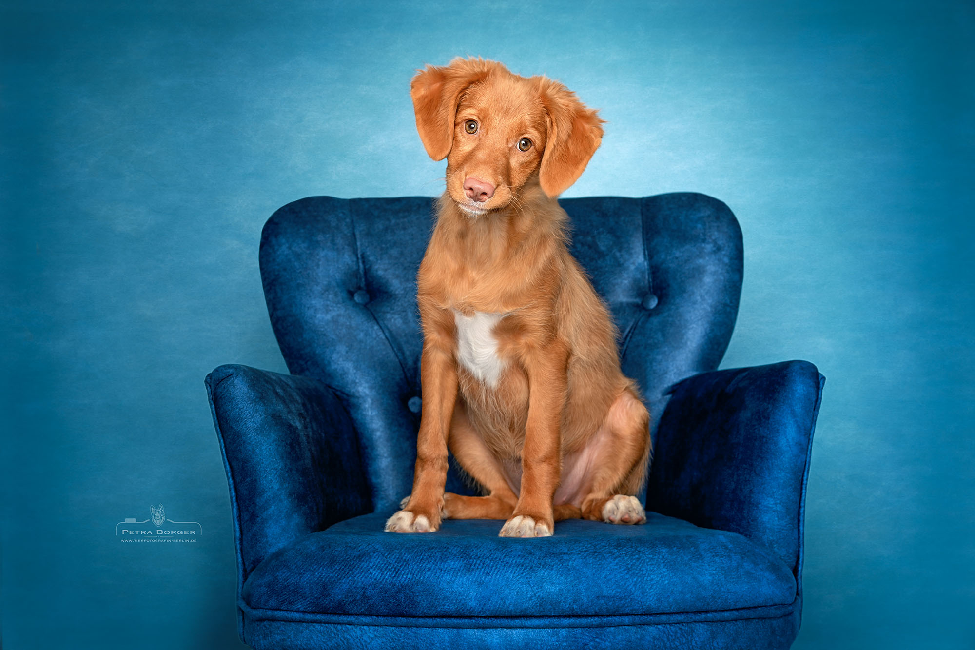Fleur – Studio-Welpenshooting mit einem ganz besonderen Nova-Scotia-Duck-Tolling-Retriever - Mädchen