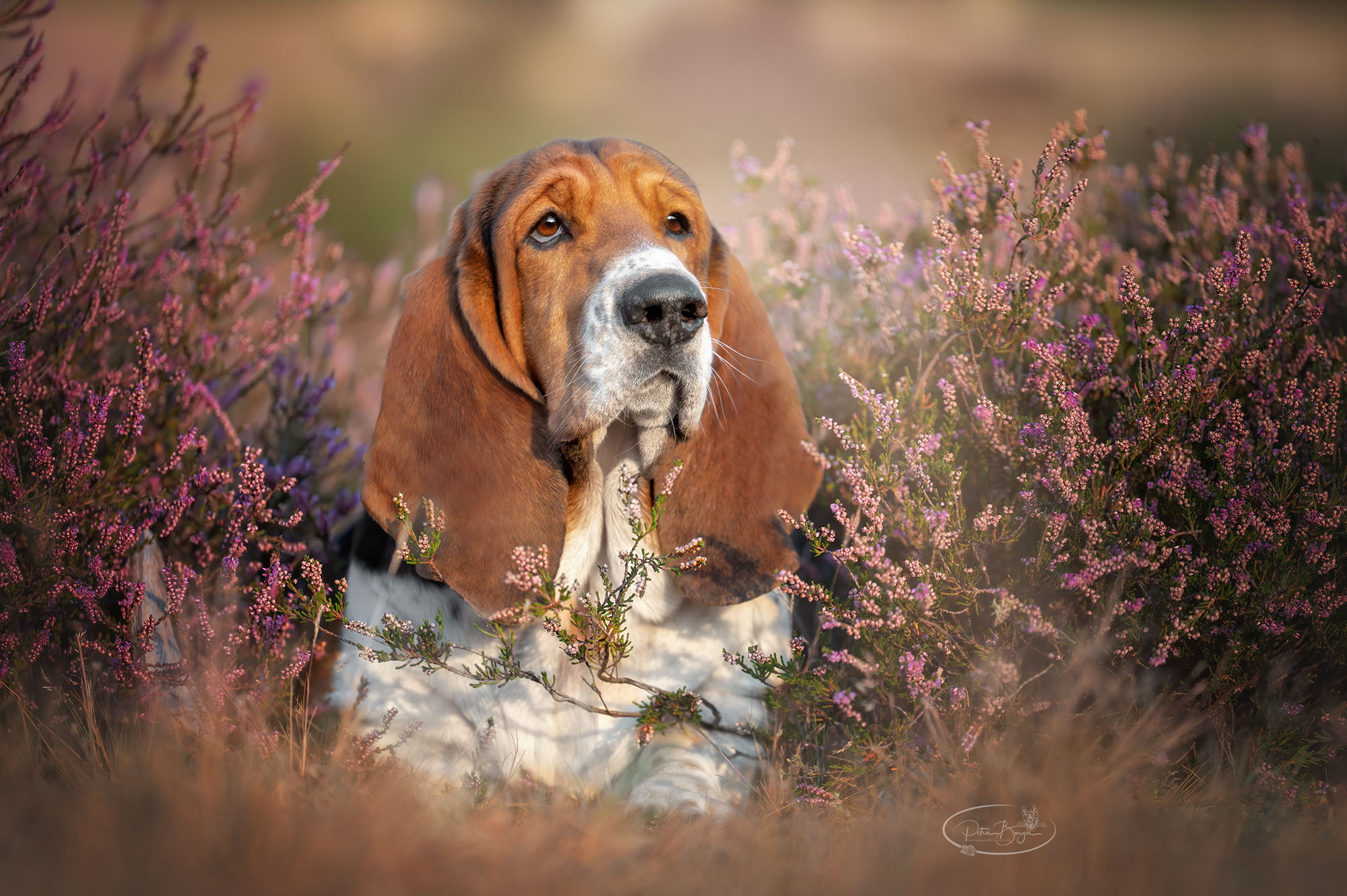 George - ein Basset in der Heide