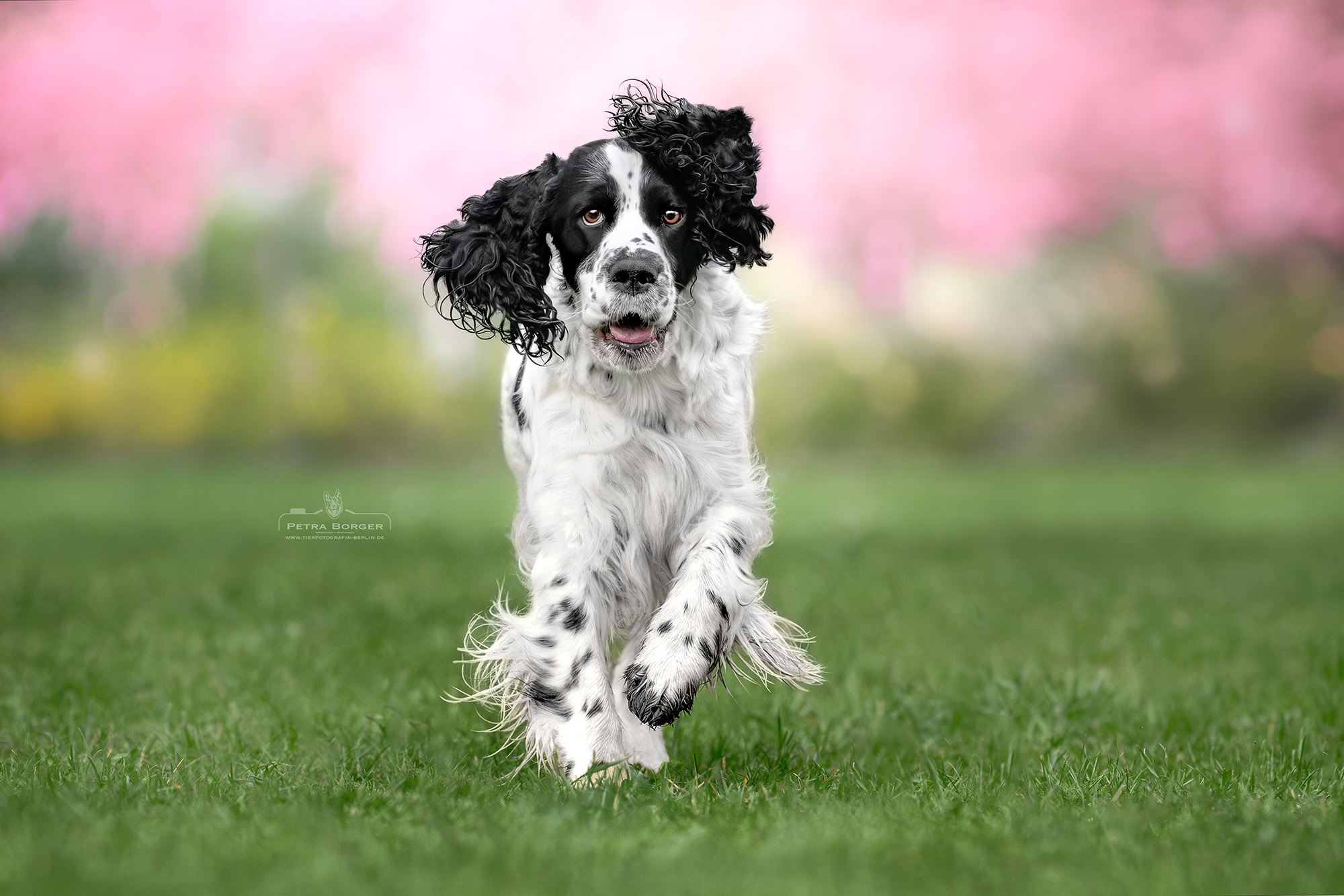 Blütenshooting mit Hund – warum der Frühling meine liebste Jahreszeit zum Fotografieren ist