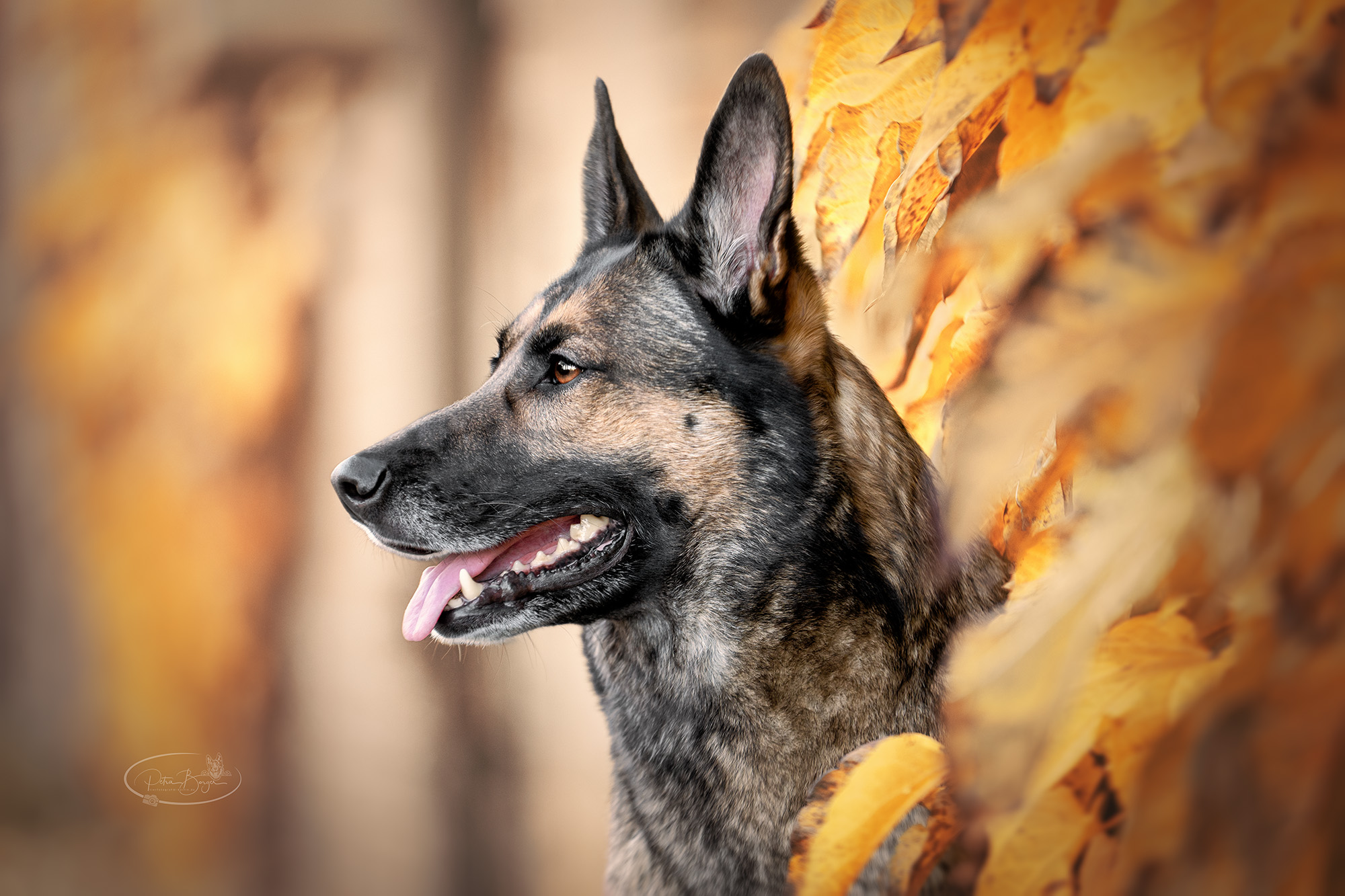 Liv – Schäfer-Mix - Ein Shooting als ganz besonderes Geschenk