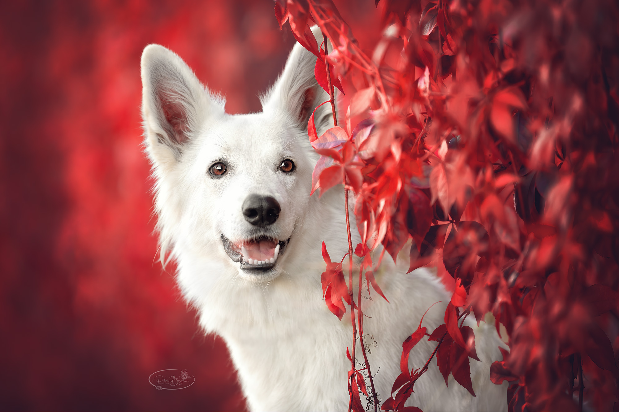Ayka - Ein Weißer Schäferhund im Weinlaub
