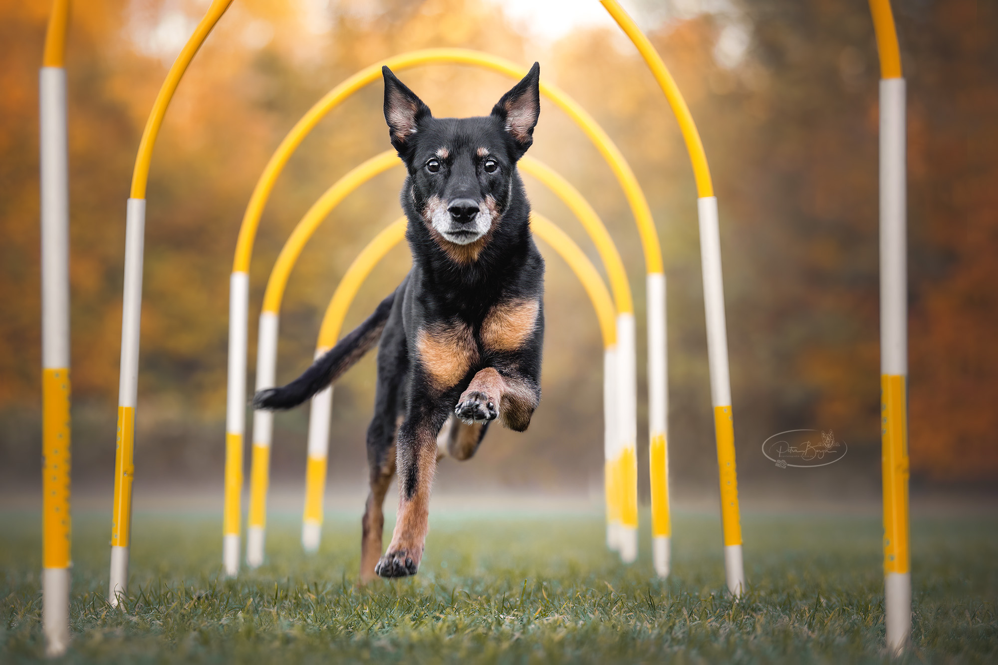 Ginger beim Hoopers-Training – wenn ältere Hunde zeigen, was in ihnen steckt