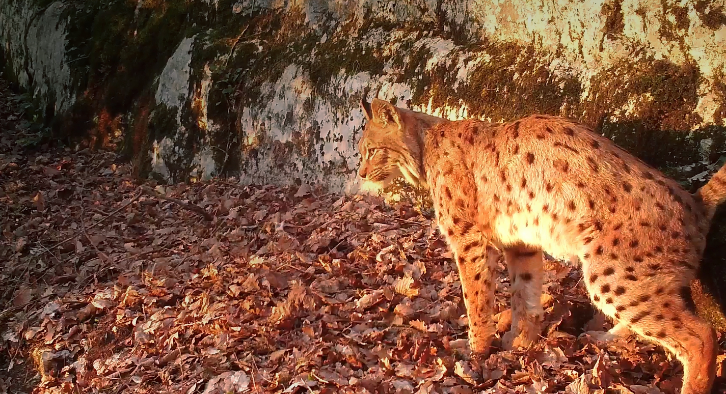 Espèce Lynx boréal, PNR Chartreuse, MarsAvril 2019 Site de natura