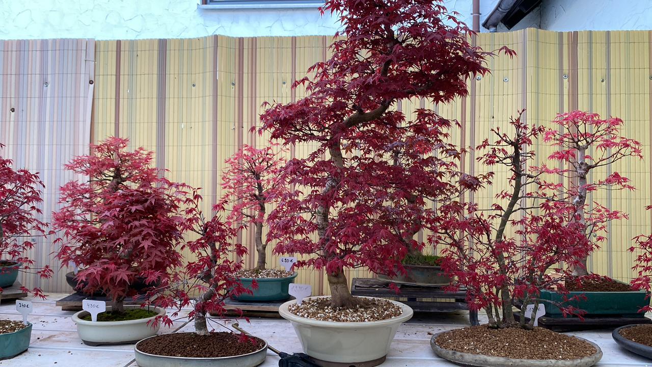 Joe Bonsaimeister: Bonsai