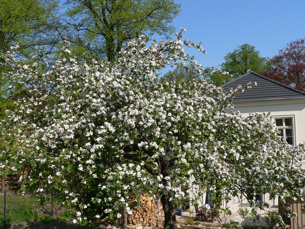 Blick vom Garten auf die Terrasse ( Der blühende Apfelbaum im Mai )