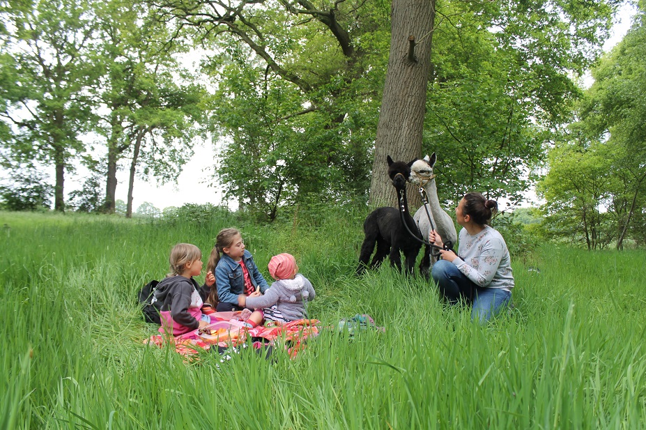 Ein Picknick im Grünen mit zwei Alpakas an der Seite ist ein besonderes Erlebnis!