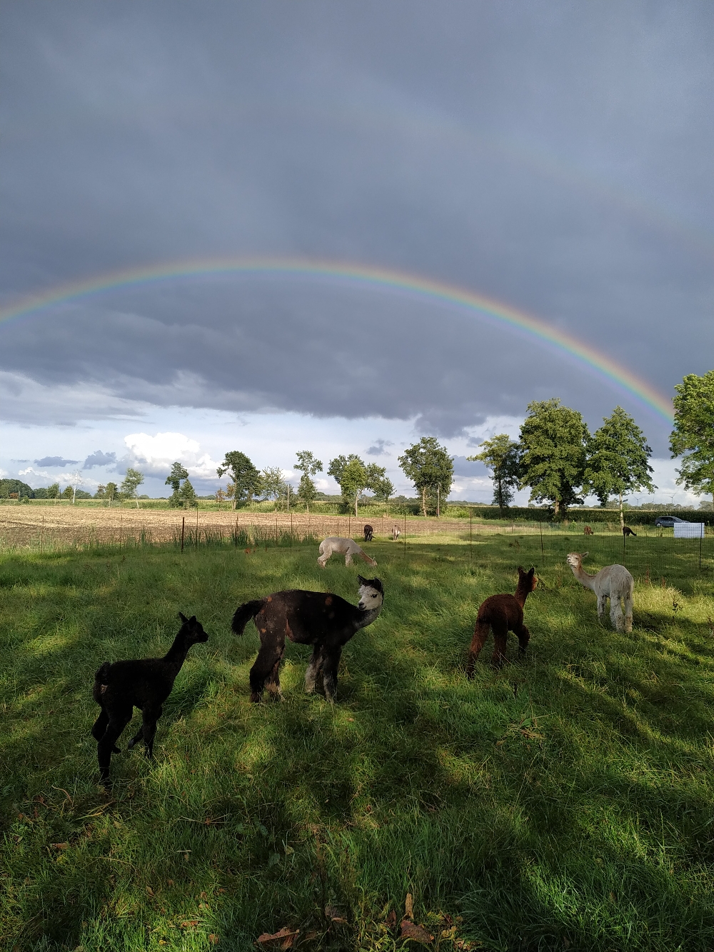 Glanz unterm Regenbogen 🌈