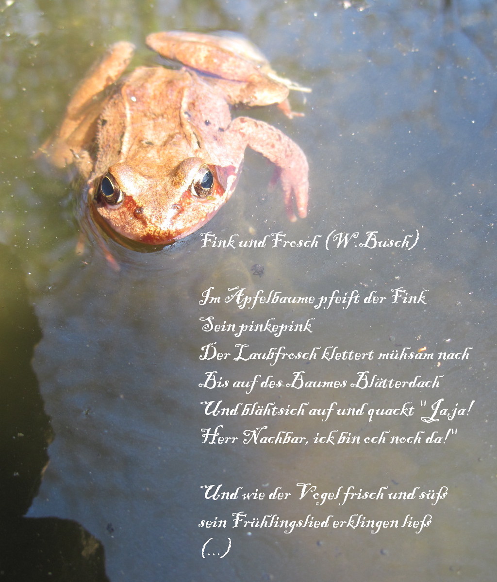 "Fink und Frosch" von W. busch, Inspiraionsquelle: das Gedicht