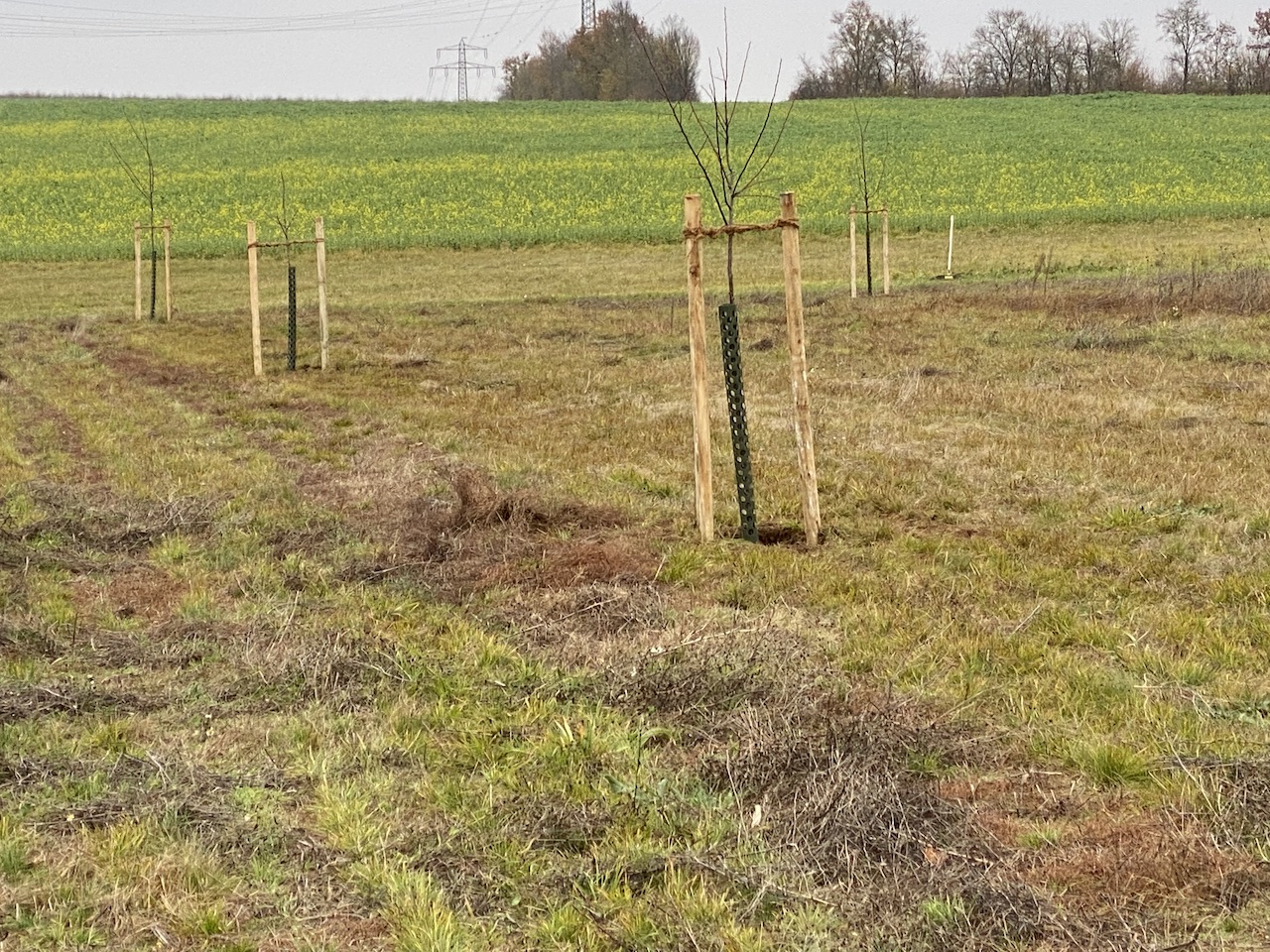 Jetzt fehlt nur noch das Obst!