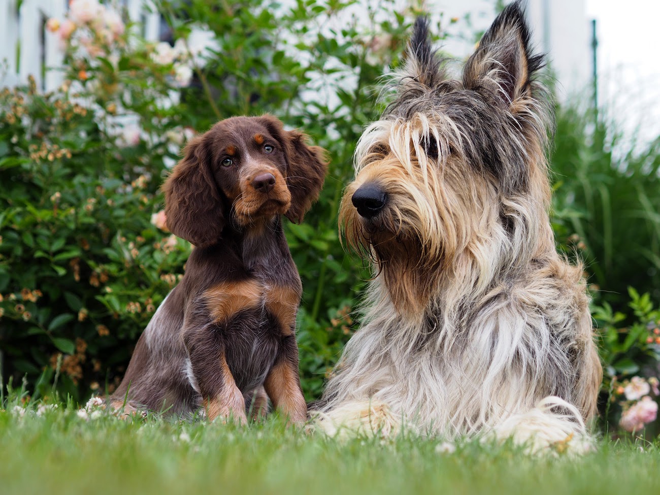 der epagneul picard sheltieandpicards webseite