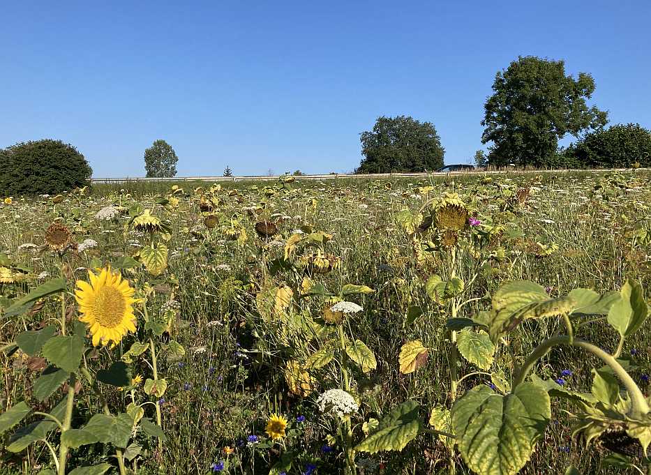 Der Herbst ist da