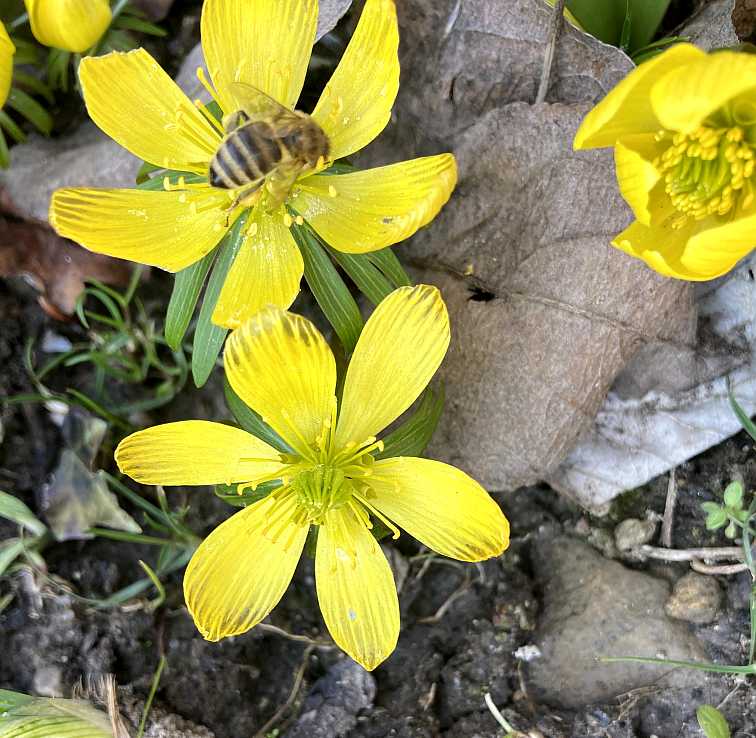 Frühlingserwachen