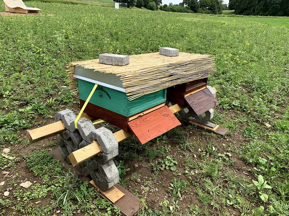 Die Honigbienen sind da