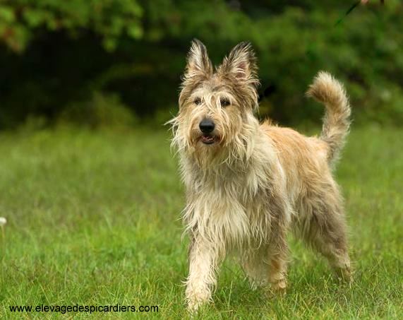 leveur Berger Picard levage des Picardiers Berger Picard Breeder