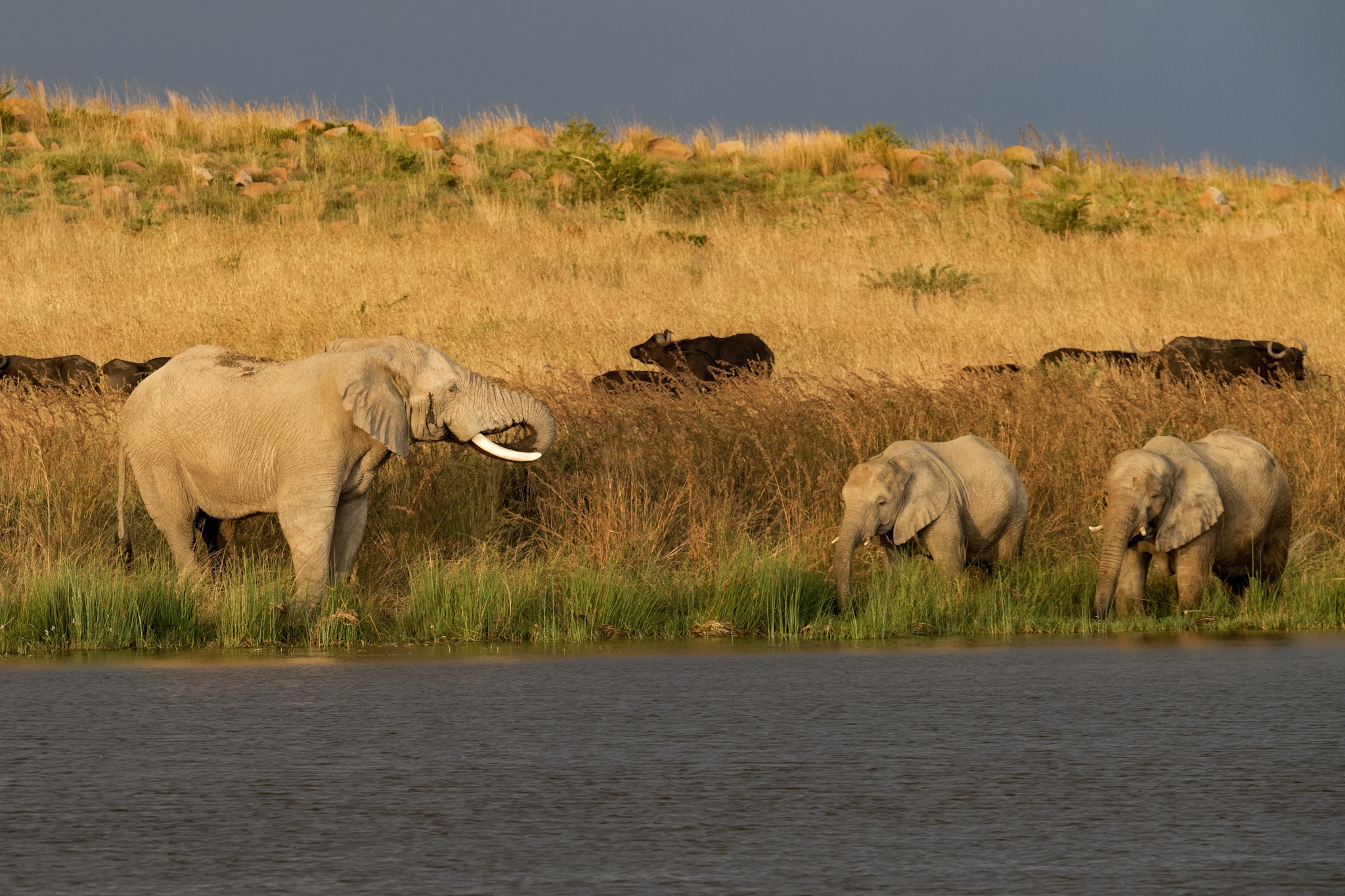 Safari Aktivitätshaus Von EliNeli - Lernspielzeug Für Kinder | Kreatives Spielhaus