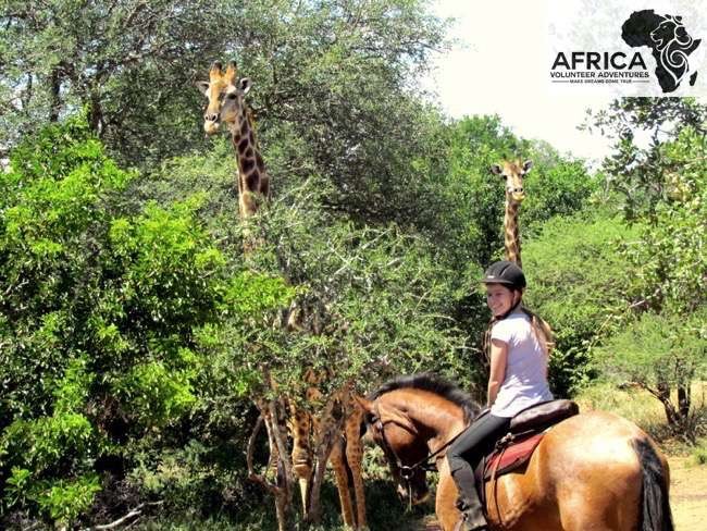 african horse safari volunteer