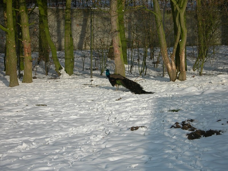 16. Januar 2010 im verschneiten oelder Park, Pfau im Schnee