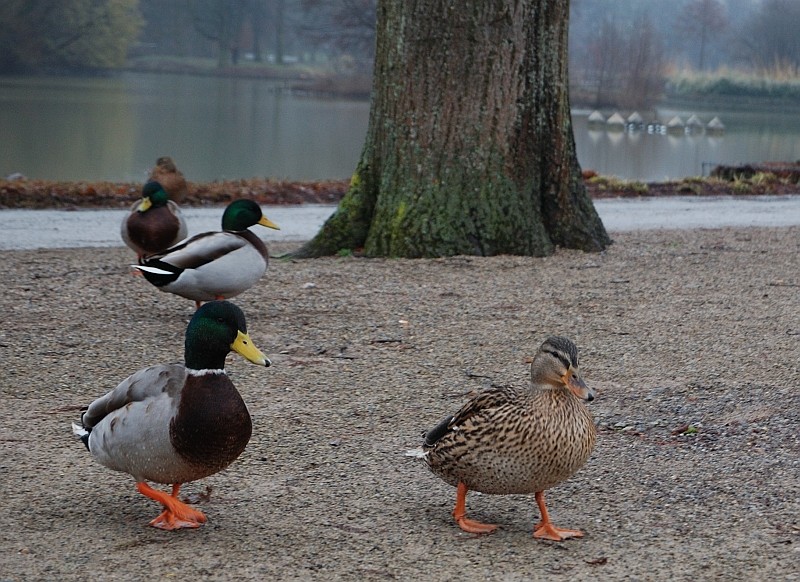Winter im Park, Familie Donald Duck auf Wanderschaft