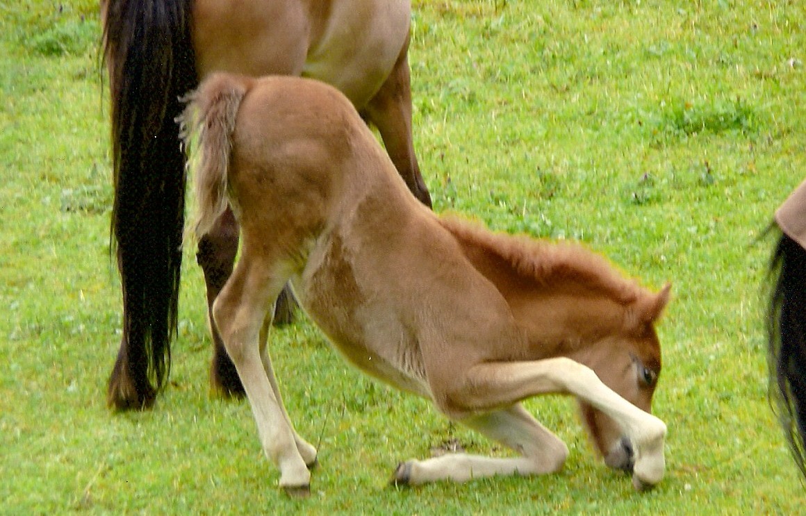 Ludvik vom Hirschlag