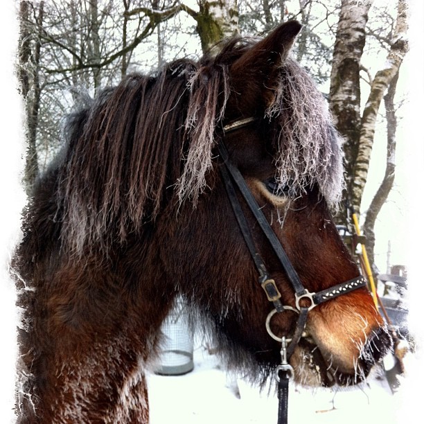 Snædis vom Lipperthof. Foto von Freija Puttkammer