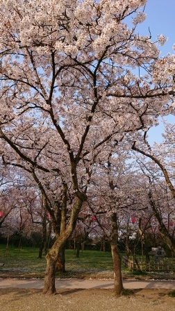 高岡古城公園小竹藪の桜（2020年4月8日）