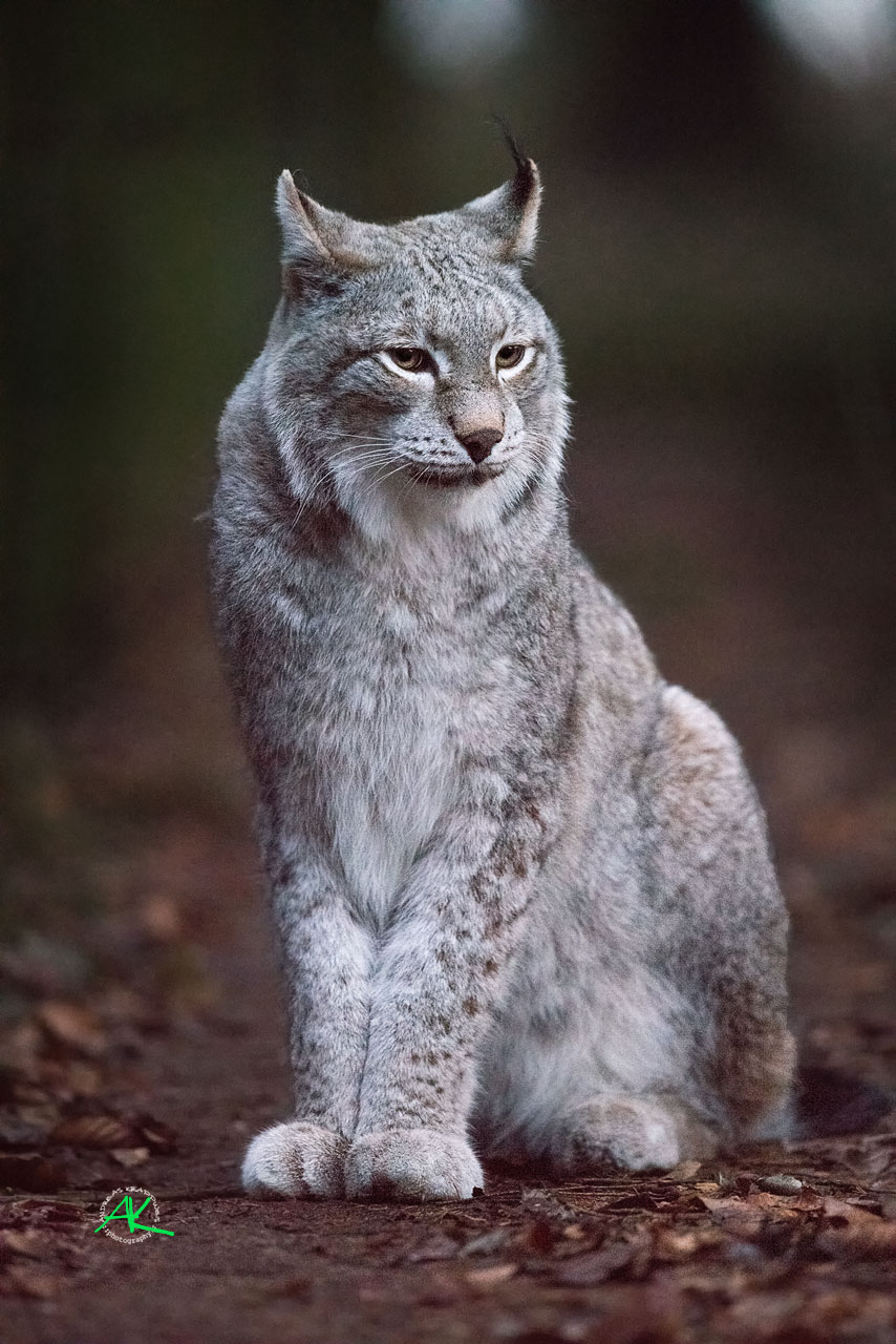 Luchs im Wildpark Poing - Sony Alpha 99 Mark-II & Sony SAL500F4G  - Blende 4  -  1/400s.  -  ISO 25.600