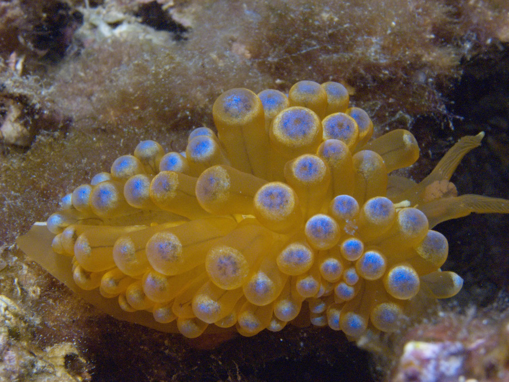 Gestreifte Dickkolbenschnecke j(anolus cristatus) Kroatien/Krk 2010