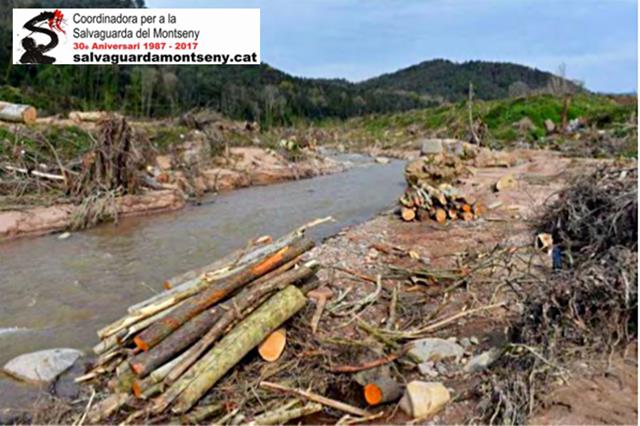 Deu organitzacions ecologistes denunciem davant de la Fiscalia de Medi Ambient la destrucció del bosc de ribera a la riera d’Arbúcies