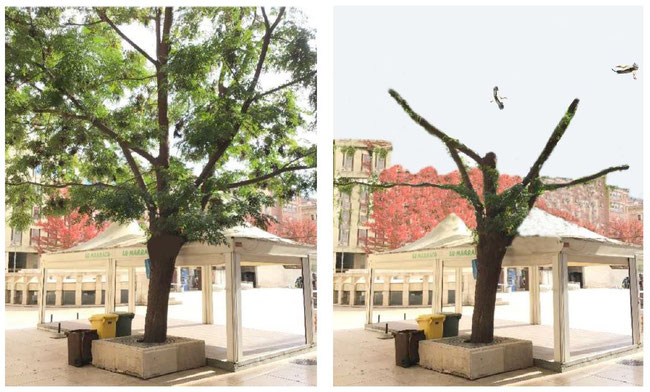 Foto: Ipcena / Foto real de l’arbre i un retoc informàtic per veure com podria quedar un cop esporgatnomés 2,5 metres. 