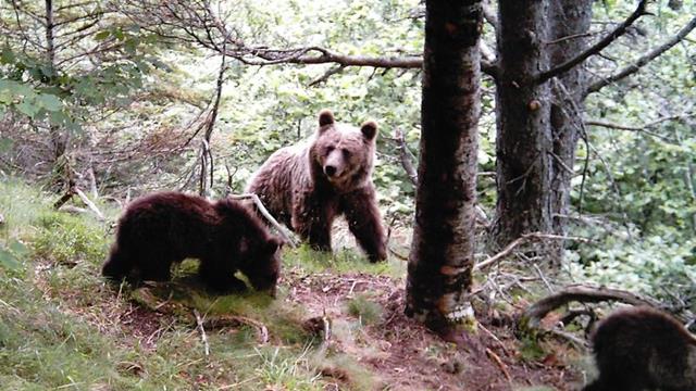 Ipcena reclama que no s'expulsi cap exemplar d'os bru dels Pirineus