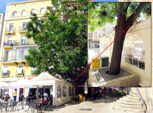 Els ecologistes s’oposen a que la Paeria tali avui l’arbre inclinat de la plaça Sant Joan