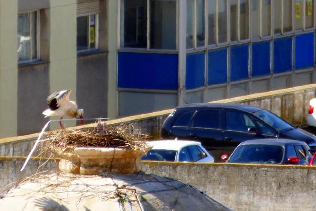 Aturat el sistema que foragitava les cigonyes de la Catedral Nova de Lleida