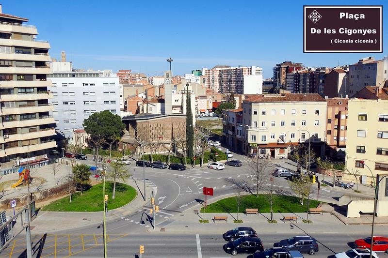 Ipcena demana a l’Ajuntament de Lleida que la plaça de l’Exèrcit passi a anomenar-se de les Cigonyes