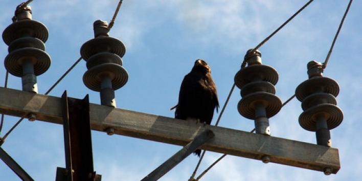 Ipcena alerta del risc de les pràctiques de falconeria