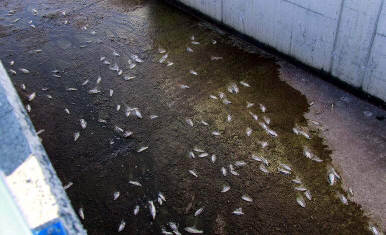 Mig miler de peixos morts al canal Segarra-Garrigues