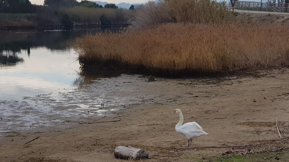 Ecologistes de Catalunya alerta que reduir el cabal dels rius atempta contra la conservació de la biodiversitat