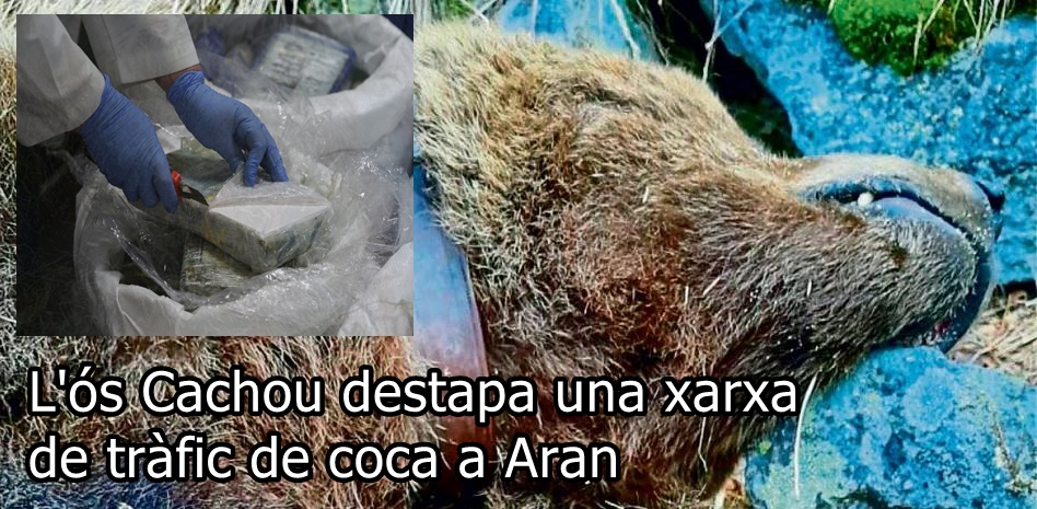 L'ós Cachou destapa una xarxa de tràfic de coca a Aran