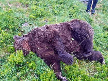 Troben un ós assassinat per impactes de bales a Ariège