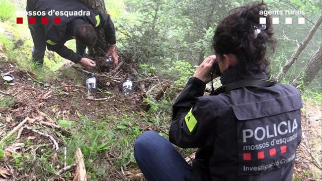 Trama al darrere de la mort de l'ós Cachou