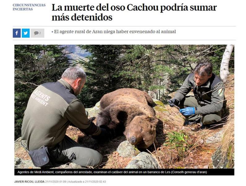 La mort de l'ós Cachou podria sumar més detinguts