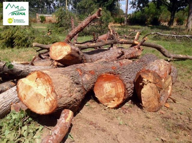 IPCENA denuncia que la Paeria de Lleida a tallat avui arbres al parc de les Basses injustificadament