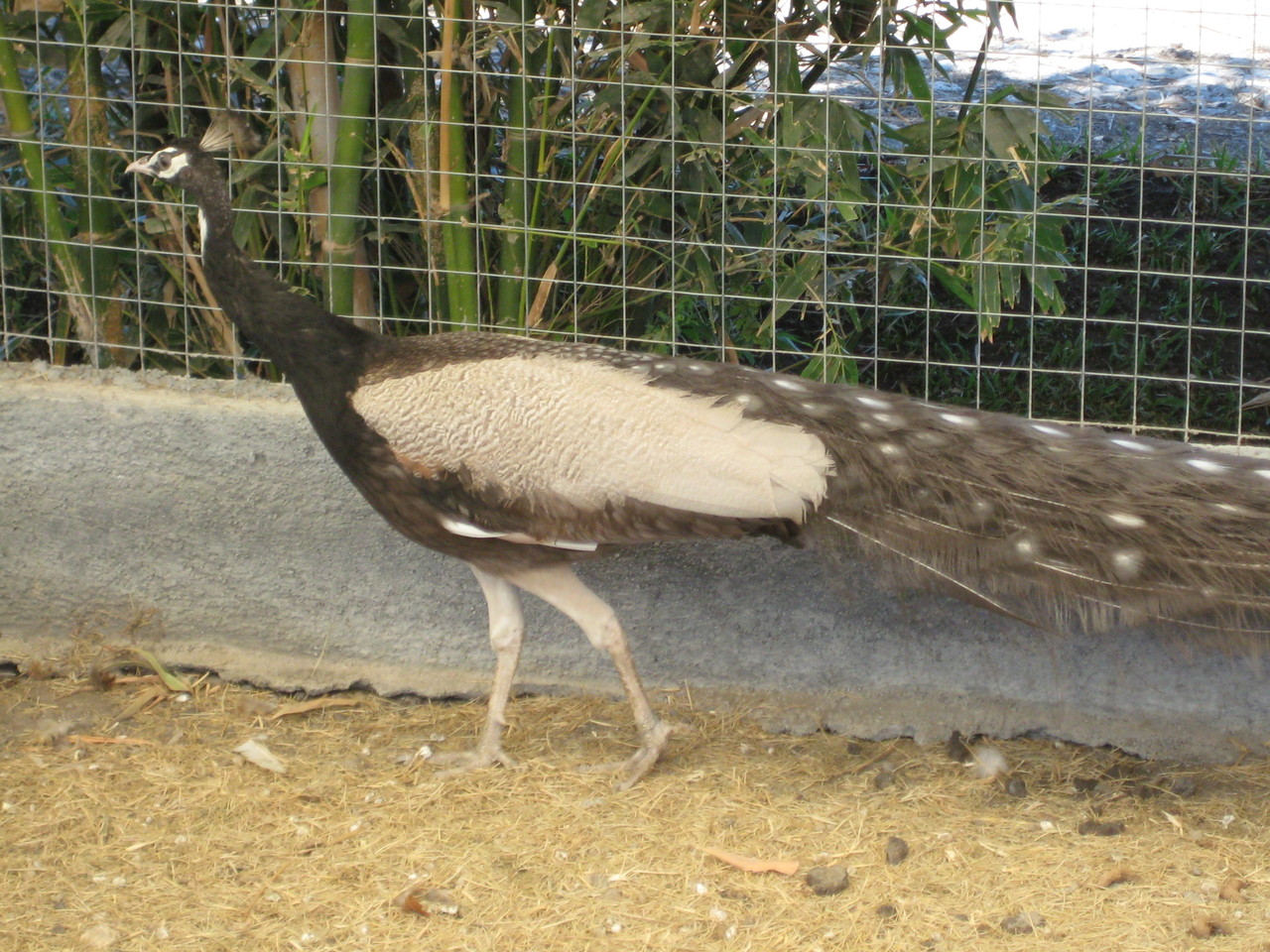 Pavo Real Carbón Ojo Blanco venta de pavorreales, pavo real blanco