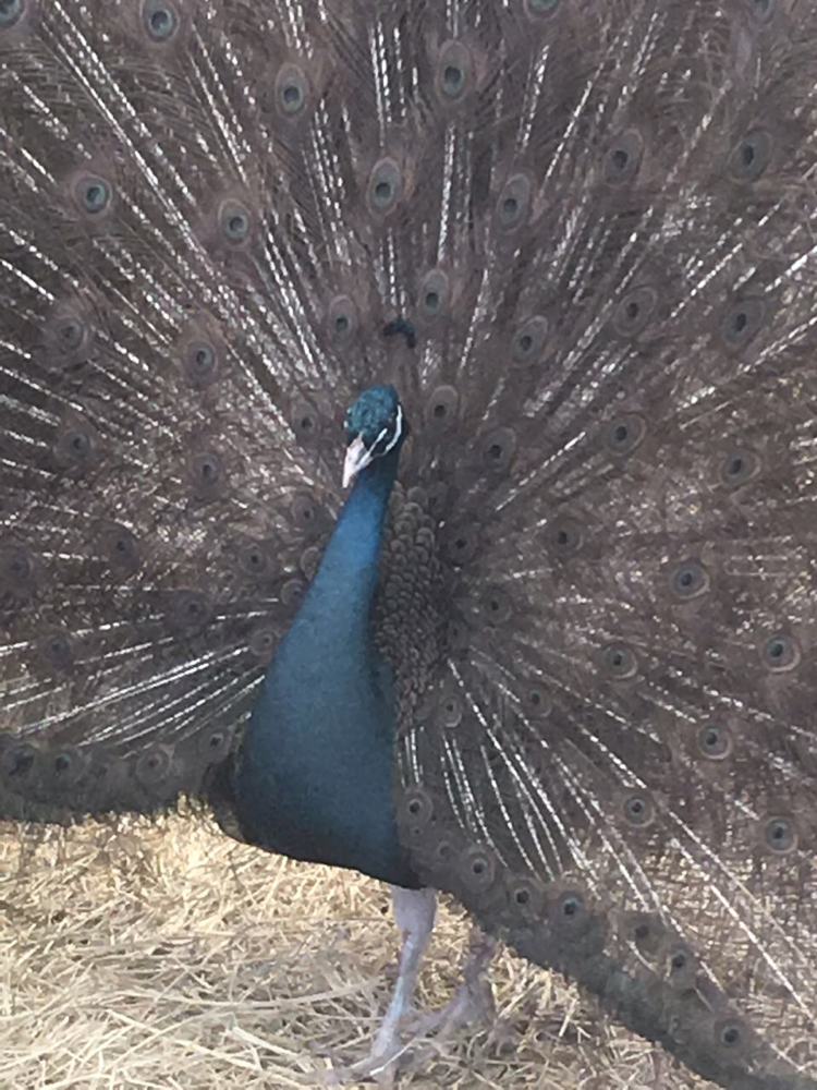 diario Queja acidez Pavo Real Hazel "Avellano" - venta de pavorreales, pavo real blanco, faisan  dorado